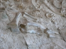 PICTURES/Dinosaur National Monument/t_Quarry Bones4.JPG